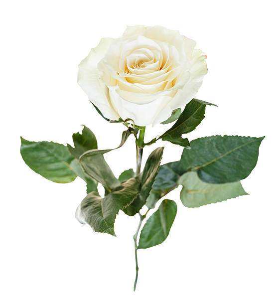 istock white rose flower close up isolated 476825480