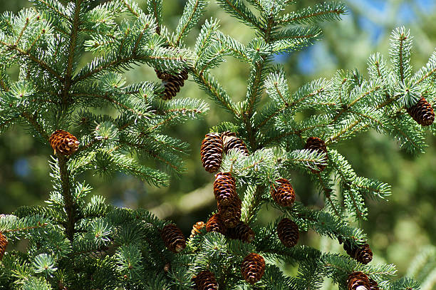 istock Close up pine branch with cone, outdoor scenery 476825779