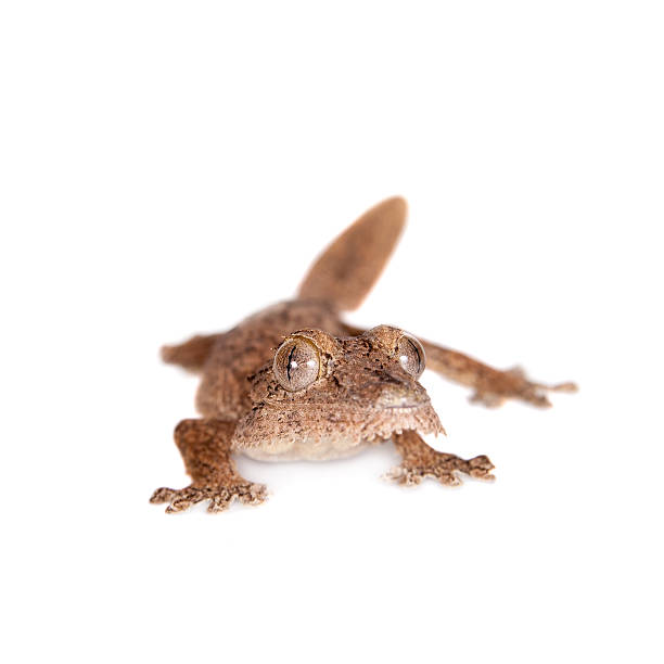 istock Leaf-toed gecko, unknow uroplatus, on white 476826094