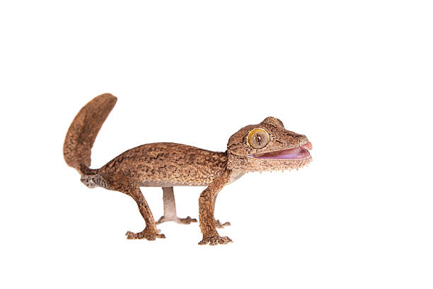 istock Leaf-toed gecko, unknow uroplatus, on white 476826096