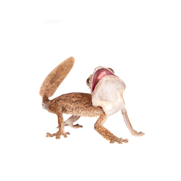 istock Leaf-toed gecko, unknow uroplatus, on white 476826288
