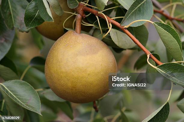 Pear Grand Champion Stock Photo - Download Image Now - Horizontal, No People, Pear