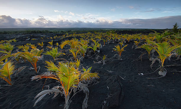 istock Views of plants in volcanic sand field for sunset 476828131