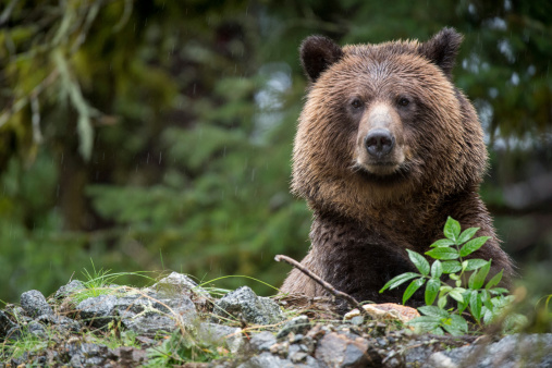A Grizzly Bear looks out at of the woods in Mussel Inlet, BC