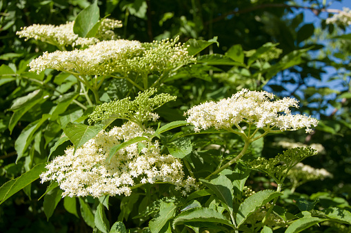 Flower buds and flowers of the Black Elder in spring, Sambucus nigra