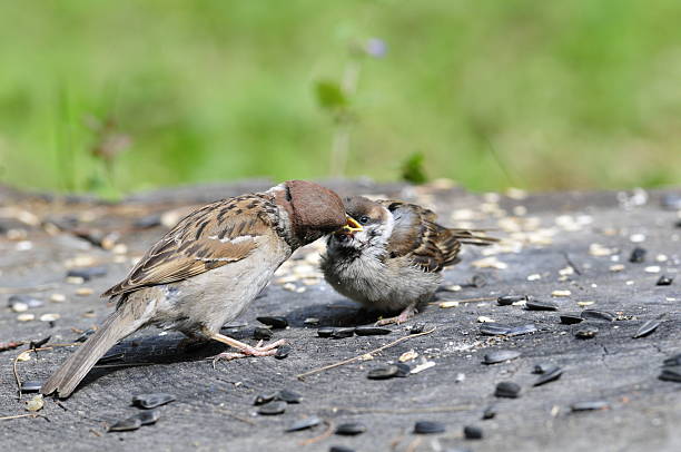 istock Eurasian tree sparrow. Sparrow pecks sunflower seeds. 476829256