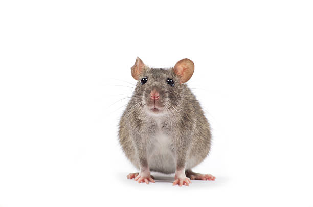 rat stock photo
