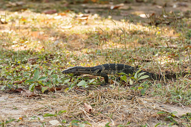 istock Water monitor 476830197