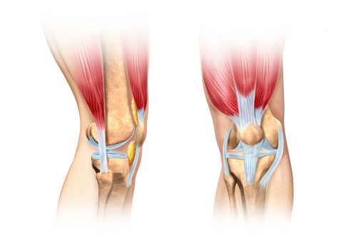 Human knee cutaway illustration. Side and front views detailed, scientifically correct cross section representation. On white background, with clipping path included. Anatomy image.
