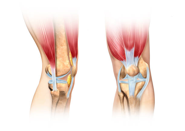 Human knee cutaway illustration. Anatomy image. Human knee cutaway illustration. Side and front views detailed, scientifically correct cross section representation. On white background, with clipping path included. Anatomy image. 3d human muscle stock pictures, royalty-free photos & images