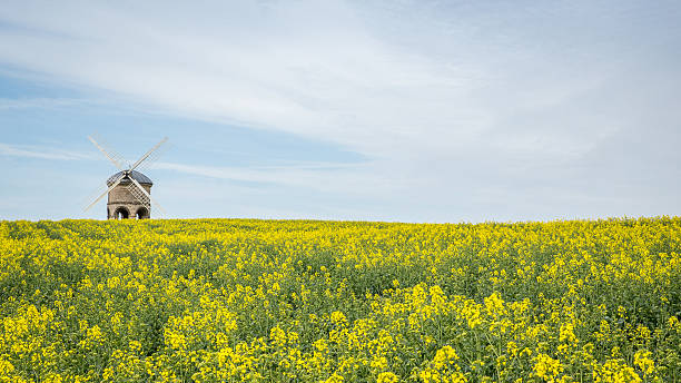 Chesterton Mill Chesterton Mill, Leamington during spring with rape seed chesterton photos stock pictures, royalty-free photos & images