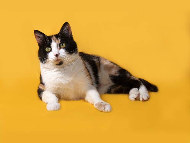 istock Tricolor cat lies on yellow 476830932