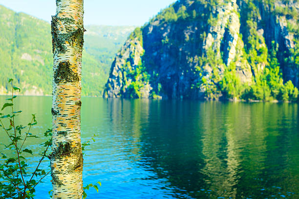 Nature and environment. Silver birich tree mountains and fjord landscape.Travel and tourism.