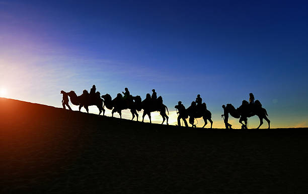 istock The desert camel in the sunset 476831266