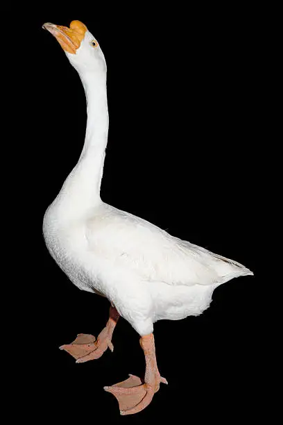 Photo of White Chinese goose stretching his neck
