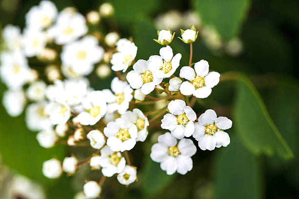 istock Branch with small white flowers blooming in a garden. spring 476831576