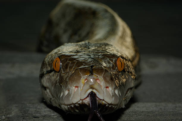 Reticulated python head, front view Reticulated python (Python reticulatus), front view, head detail. It looks its crawling towards the viewer. reticulated python stock pictures, royalty-free photos & images