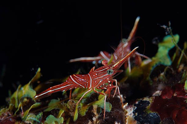Candy Shrimp Two Hinge-beak Shrimp, also known as  Camel Shrimp, Hinge-beak Shrimp, Dancing Shrimp or Candy Shrimp (Rhynchocinetes durbanensis). One in focus, one out of focus, on a black background. Shot taken in Amed, Indonesia. rhynchocinetes durbanensis stock pictures, royalty-free photos & images