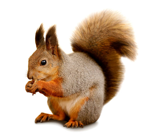 134,247 Squirrel Stock Photos, Pictures & Royalty-Free Images - iStock |  Squirrel nuts, Funny squirrel, Squirrel acorn
