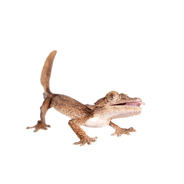 istock Leaf-toed gecko, unknow uroplatus, on white 476834652