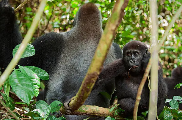 Western Lowland Gorilla adult male - Silverback and cub. Puberal male and young gorilla.