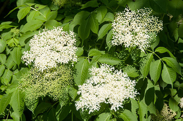 istock Flower buds and flowers 476834982
