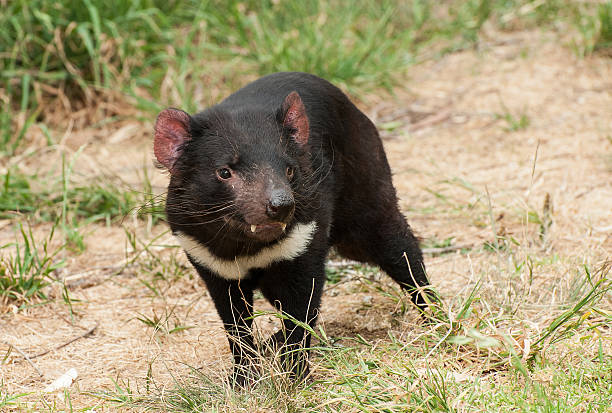 Tasmanian Devil Stock Photo - Download Image Now - Tasmanian Devil,  Aggression, Animal - iStock