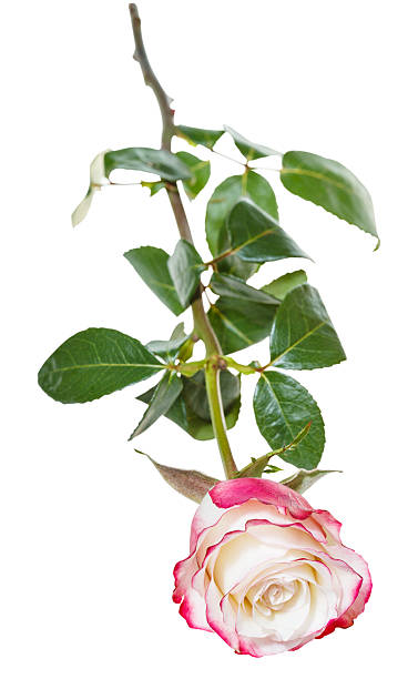 istock one pink rose flower isolated on white 476835940