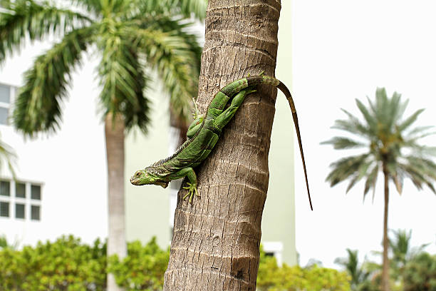 grüner leguan auf einer palme - eigentlicher leguan stock-fotos und bilder