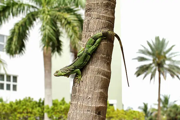 Photo of green iguana on a palm tree