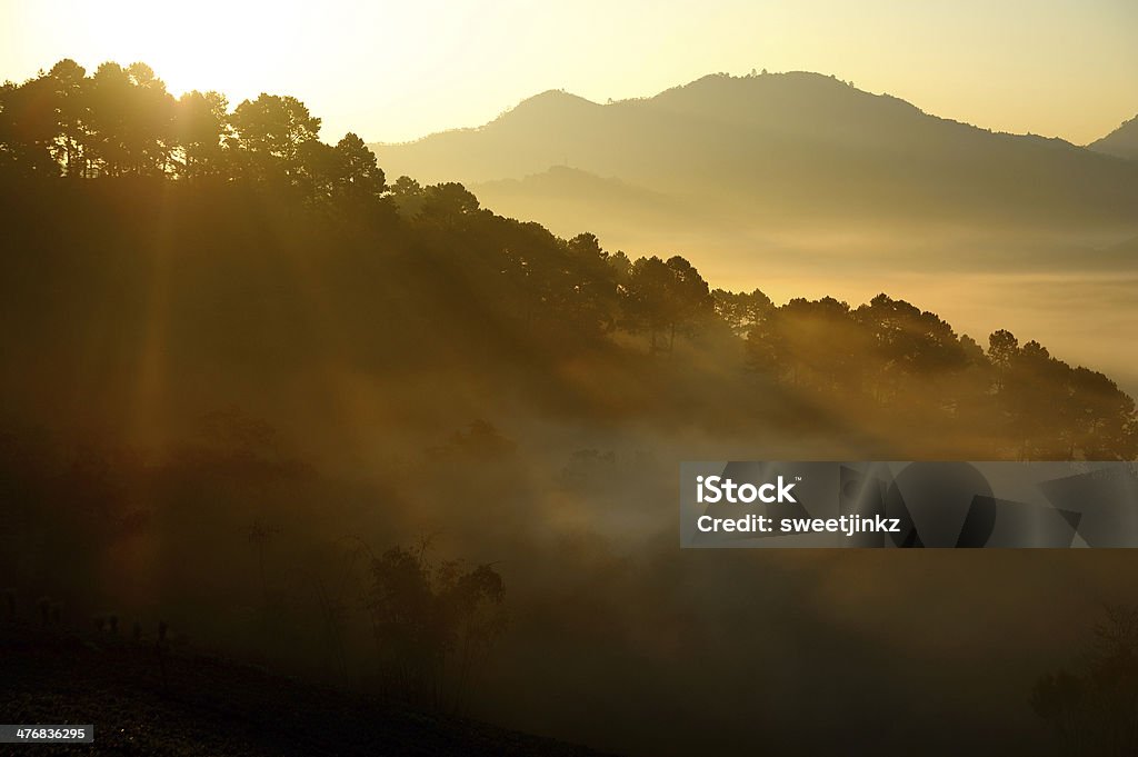 good morning sunrise behind the forest Agricultural Field Stock Photo
