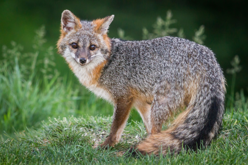 Grey fox with orange-red fur highlights, prominently displaying it's tail. Grassy foreground, green gradient background.