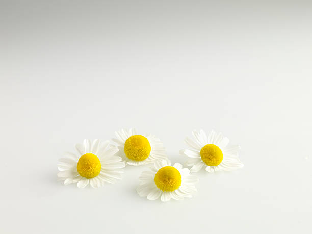 istock Cammomile chamomile flowers 476837000