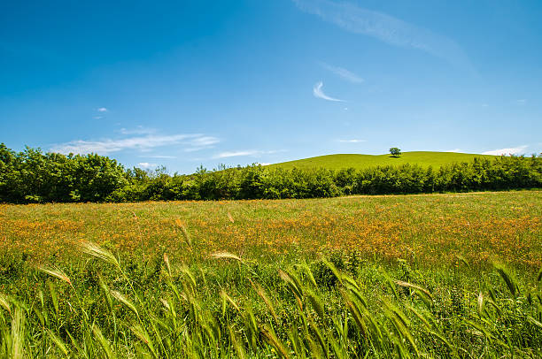 istock Hills of Tuscany 476837184