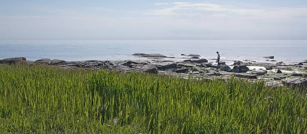 boy crabfishing con net - sweden fishing child little boys fotografías e imágenes de stock