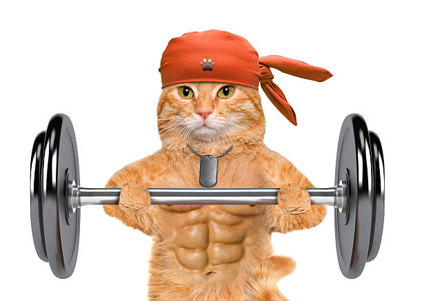 istock Fitness cat lifting a heavy big dumbbell. 476840390