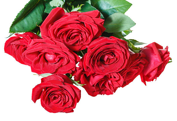 istock bunch of red roses isolated on white 476840730