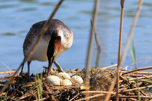 Bird Brooding Its Eggs Stock Photo - Download Image Now - 2015, Animal ...
