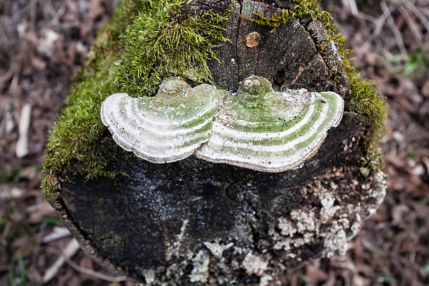istock mushroom on the decay wood 476841994