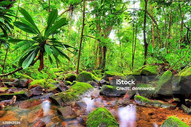 Photo libre de droit de Masoala Jungle Vert banque d'images et plus d'images libres de droit de Madagascar - Madagascar, Forêt pluviale, Forêt tropicale humide