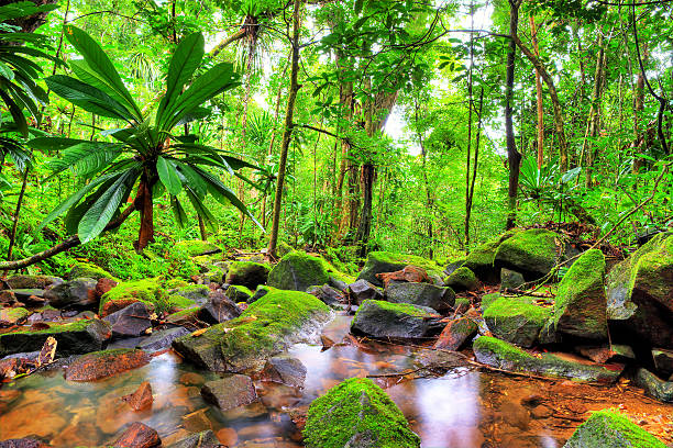 Masoala green jungle Beautiful HDR view of a stream in the rainforest jungle of the Masoala National Park in Madagascar, a UNESCO world heritage site. high dynamic range imaging photos stock pictures, royalty-free photos & images