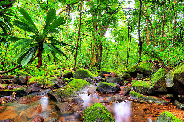 masoala зеленые джунгли - tropical rainforest tropical climate waterfall landscape стоковые фото и изображения