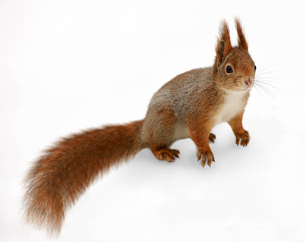 istock Eurasian red squirrel in front of a white background 476842066