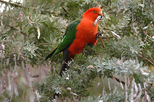 istock Male Australian King-Parrot 476845836