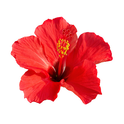 Red flower- Hibiscus rosa sinensis isolated on white background