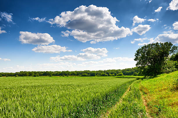 istock wheat field and sky summer landscape 476845968