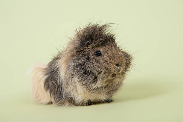 istock Guinea pig pet looking upwards 476849086
