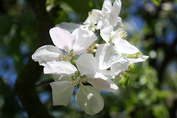 istock Blossoms, apple quince, spring, flowering floral background 476849304