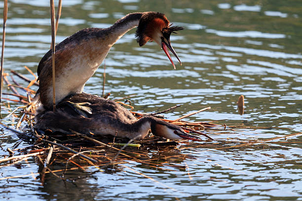 Couple d'oiseaux «accouplant - Photo