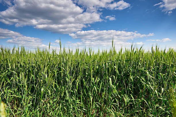 istock wheat field and sky summer landscape 476851992